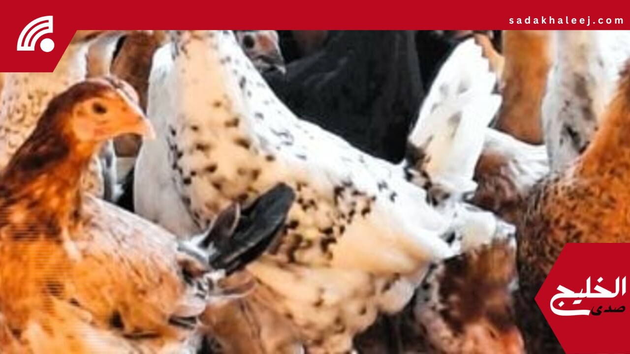 أسعار الدواجن والبيض بأسواق القليوبية اليوم الجمعة 23-5-2025 – صدى الخليج