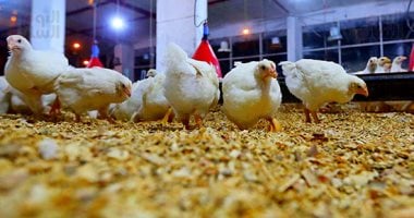 أسعار الدواجن والبيض بأسواق القليوبية اليوم الاثنين 19-5-2025 – صدى الخليج