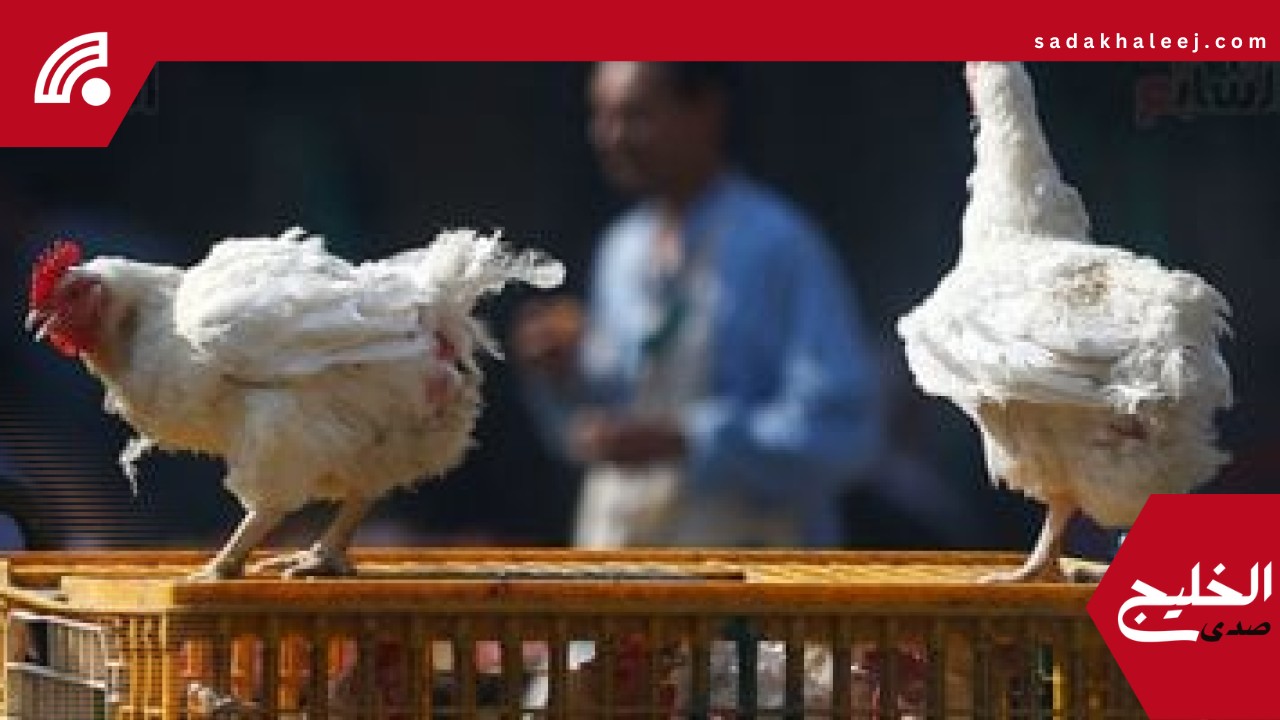 أسعار الفراخ اليوم الاثنين 19-5-2025 فى أسواق المنوفية – صدى الخليج
