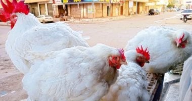 سعر الفراخ بالأسواق اليوم السبت فى المنوفية.. الفراخ البيضاء بـ 98 جنيها – صدى الخليج