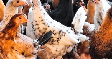 سعر الفراخ اليوم الجمعة 23-5-2025 فى المنوفية ..97 جنيها للكيلو – صدى الخليج