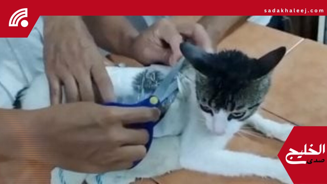 القبض على قطة بتهمة تهريب مخدرات إلى سجن بكوستاريكا.. اعرف التفاصيل – صدى الخليج