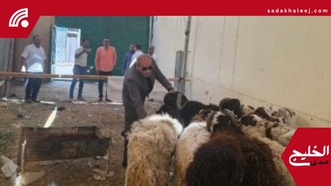 تموين الأقصر تطرح خراف حية بسعر 225 جنيها للكيلو لأضحية العيد.. اعرف التفاصيل – صدى الخليج