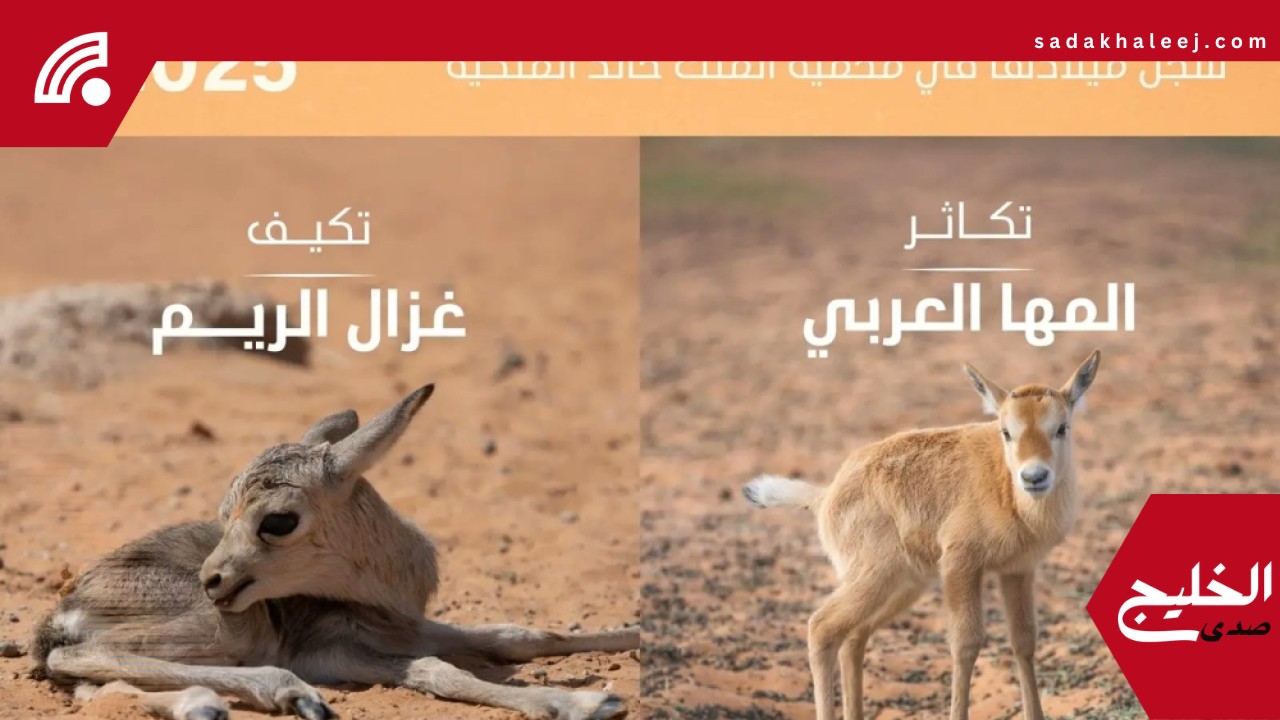 تسجيل ولادة 74 حيوانًا بريًا في محمية الملك خالد الملكية
