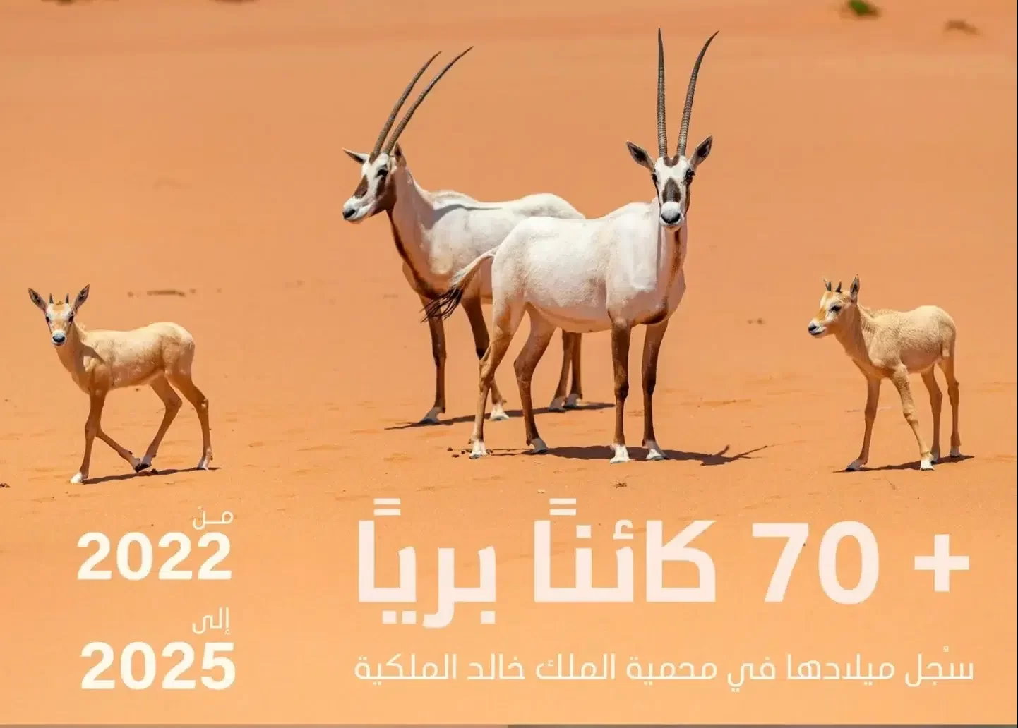 تسجيل ولادة 74 حيوانًا بريًا في محمية الملك خالد