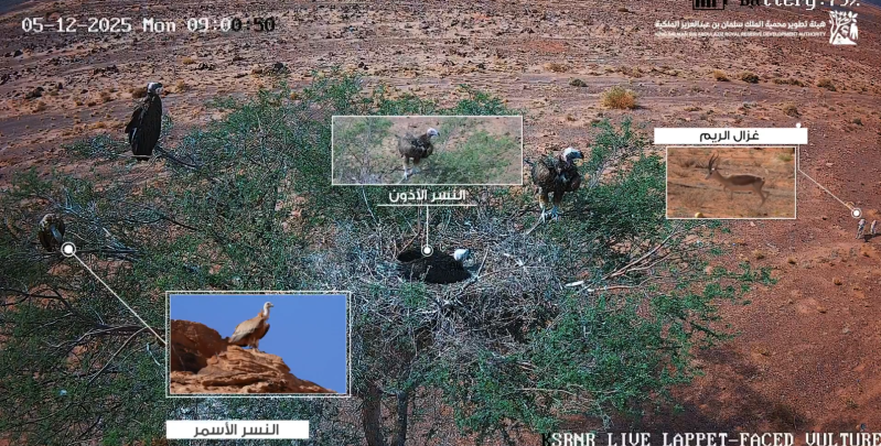 لقطات تجسّد جهود تهيئة موائل آمنة للحياة الفطرية بمحمية الملك سلمان