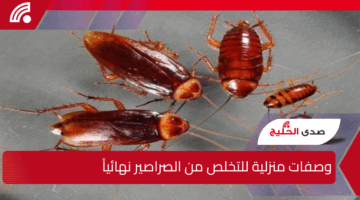 “ودعي الصراصير نهائيًا”.. بمكونات موجودة في منزلك هتعملي أقوى الوصفات و الخلطات الطبيعية للقضاء على الصراصير بدون كيماويات أو روائح