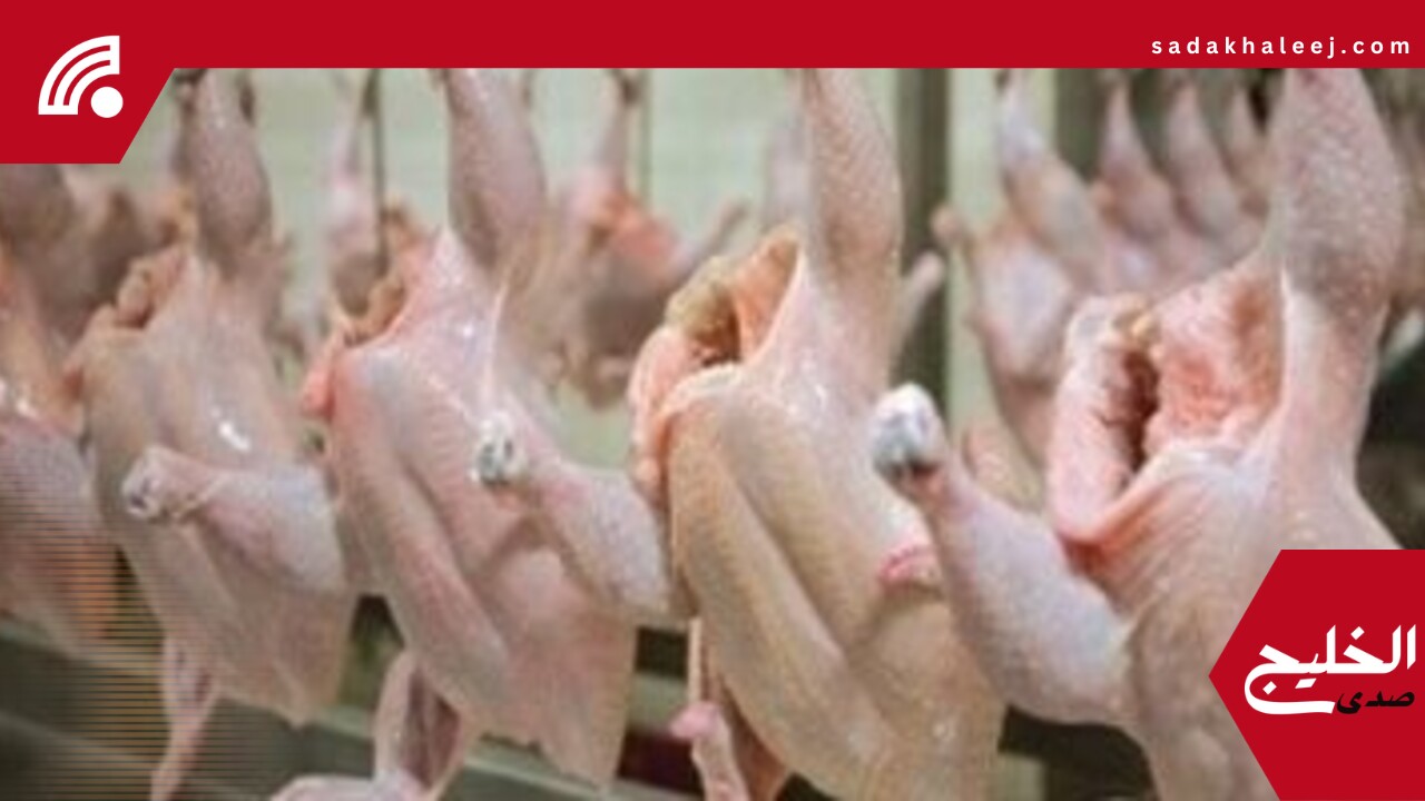 أسعار الفراخ البيضاء اليوم الخميس 5 يونيو – صدى الخليج