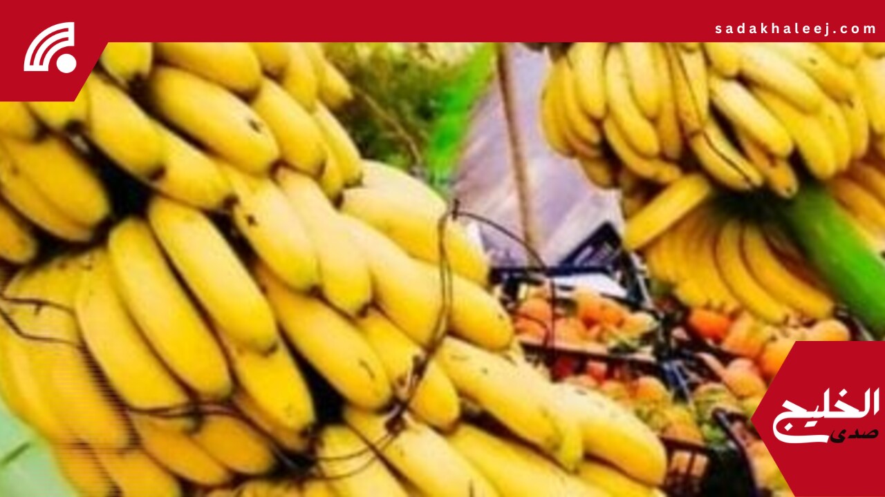 أسعار الفاكهة بأسواق محافظة مطروح اليوم الإثنين 9-6-2025.. الموز بـ35 جنيها – صدى الخليج