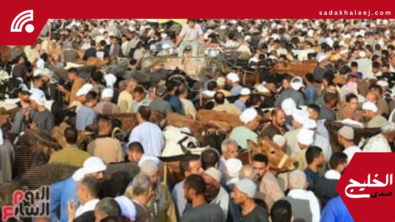 أسعار الأضاحى اليوم الأربعاء 4-6-2025 بمطروح.. كيلو البرقى القائم بـ240 جنيها – صدى الخليج
